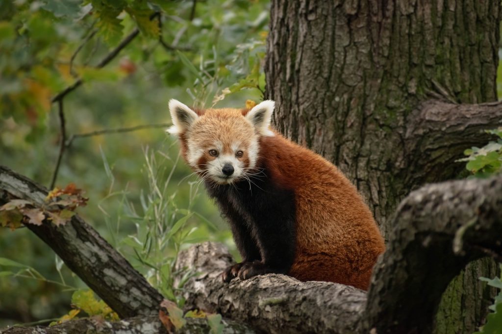 Nowe ZOO w Poznaniu